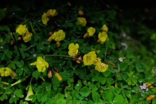 Carl Zeiss Jena DDR Pancolar Electric 50mm f1.8 (M42) - 00004470.webp