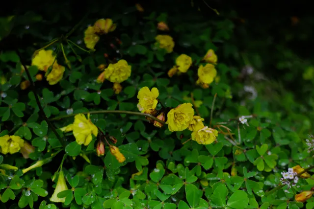 Carl Zeiss Jena DDR Pancolar Electric 50mm f1.8 (M42) - 00004470.webp