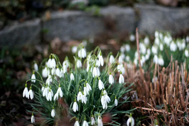 Olympus OM-System Zuiko MC Auto-S 50mm f1.8 (Olympus OM) - 00004996.webp