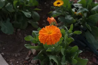 Carl Zeiss Jena DDR Pancolar Electric 50mm f1.8 (M42) - 00003400.webp