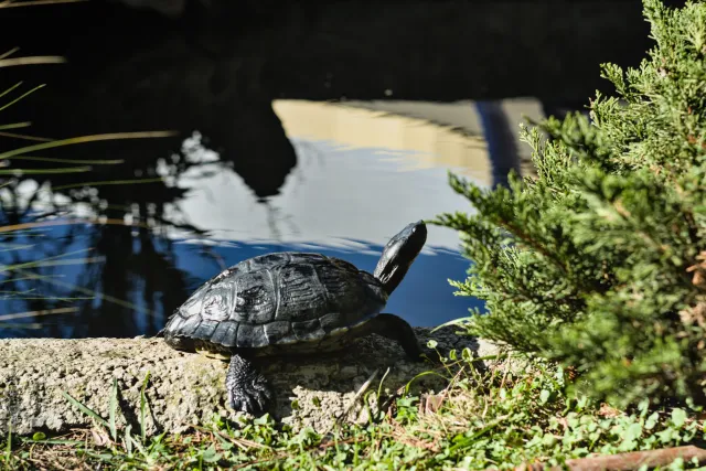 Zenith Helios-77M-4 50mm f1.8 VOMZ (M42) - 00001093.webp