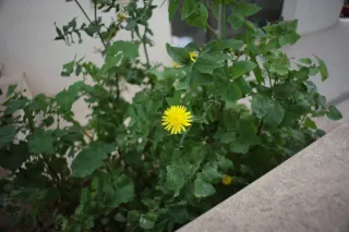 Carl Zeiss Flektogon f4 20mm (m42).md - 00003287.webp