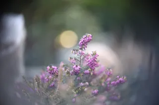 Simplex Ampro Ltd 2.5cala (63.5mm) f1.8 16mm (DIY) - 00002224.webp