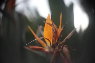 Minolta MC Rokkor-PF 55mm f1.7 (Minolta MCMD) - 00002243.webp