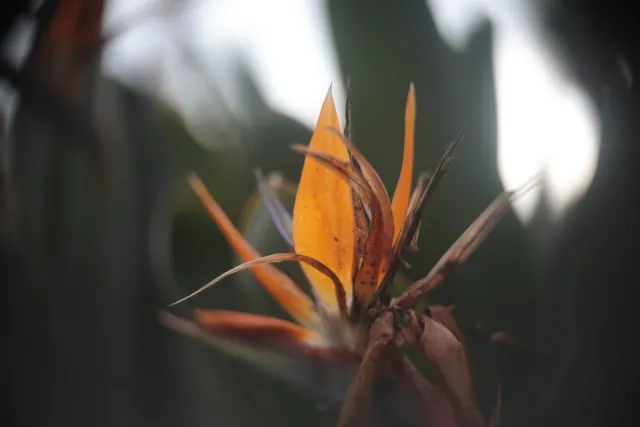 Minolta MC Rokkor-PF 55mm f1.7 (Minolta MCMD) - 00002243.webp