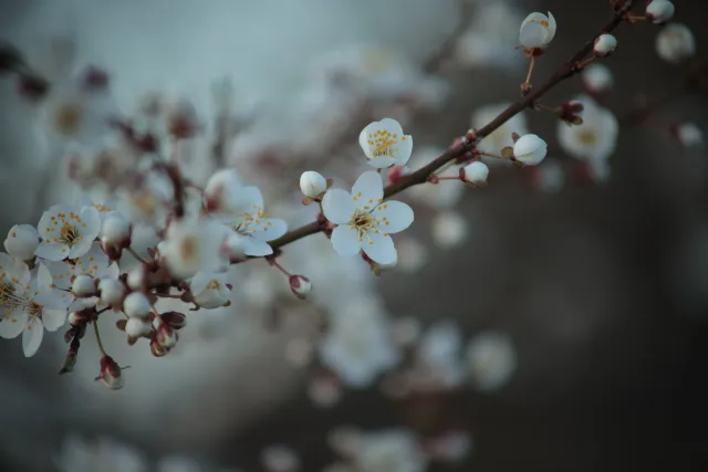 Canon FD 70-210mm f4 (FD) - 00005445.webp