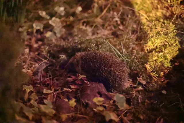 Canon FD 50mm f1.4 SSC (FD) - 00005560.webp