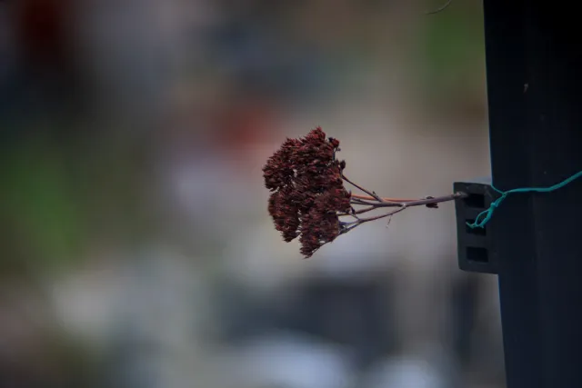 Helios Auto Zoom 85-210mm f3.8 Macro (M42) - 00005072.webp