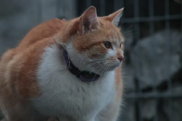 Miranda 75-300mm f4.5-5.6 MC Macro (Olympus OM) - 00005418.webp