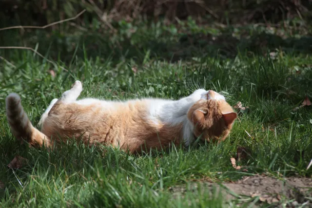 Vivitar Series 1 70-210mm f3.5 VMC V2 (Olympus OM) - 00005441.webp