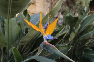 Tokina at-x 116 (EF) - 00000068.webp