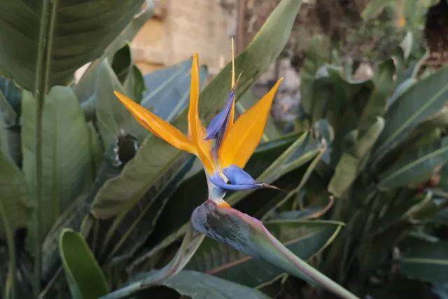 Tokina at-x 116 (EF) - 00000068.webp