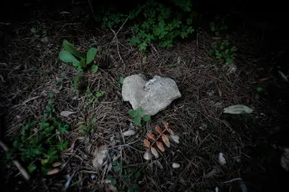 Carl Zeiss Flektogon f4 20mm (m42).md - 00004512.webp