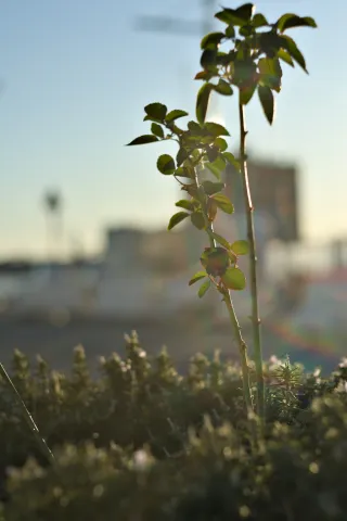 Zenith Helios-77M-4 50mm f1.8 VOMZ (M42) - 00000681.webp