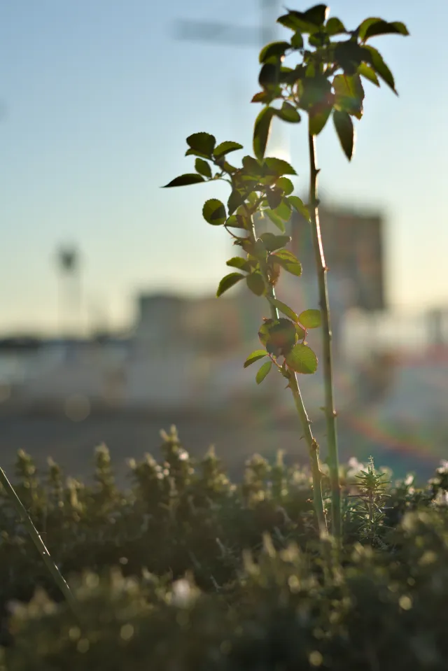 Zenith Helios-77M-4 50mm f1.8 VOMZ (M42) - 00000681.webp