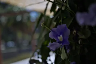 Industar-50-2 50mm f3.5 (M42) - 00000129.webp