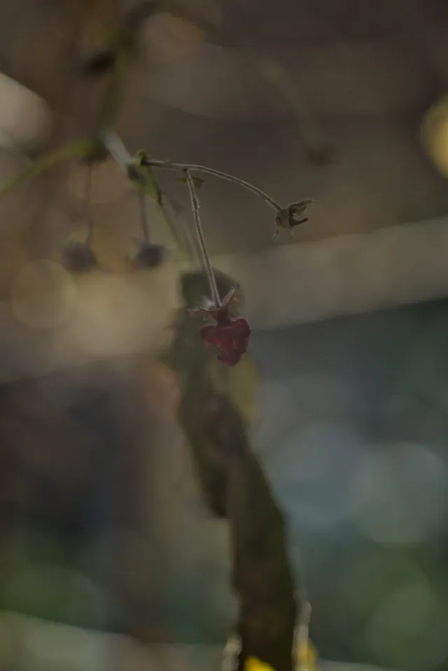 P.Angenieux Paris F.100mm.(M42) - 00000018.webp