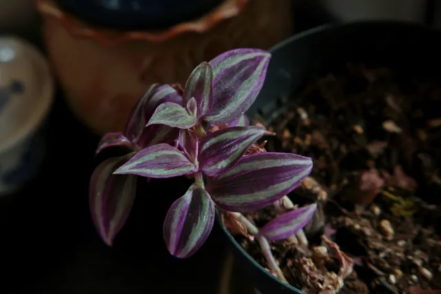 Formula 5 Gold Crown Macro Zoom 60-150mm f4 MC (M42) - 00005042.webp