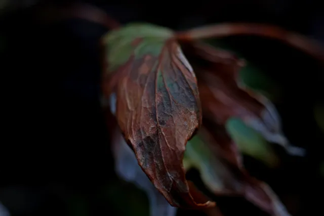 Kilfitt Makro-Kilar D f2.8 40mm (EXA) - 00005305.webp