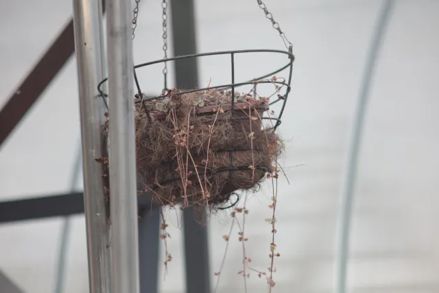 Auto Mamiya-Sekor 200mm f3.5 (M42) - 00005076.webp