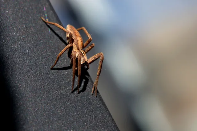 Canon Macro Lens FD 50mm f3.5 S.S.C. (FD) - 00004941.webp