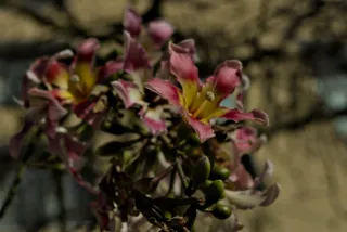 Zenith Helios-77M-4 50mm f1.8 VOMZ (M42) - 00000203.webp