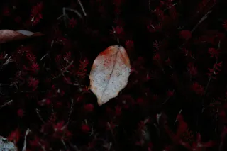 Carl Zeiss Jena DDR S 180mm f2.8 Zebra (M42) - 00004756.webp