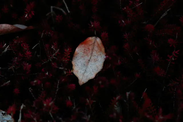 Carl Zeiss Jena DDR S 180mm f2.8 Zebra (M42) - 00004756.webp