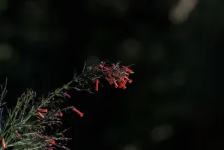 Tamron 28-300mm F3.5-6.3 (EF) - 00000591.webp