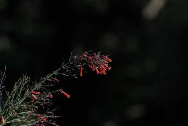 Tamron 28-300mm F3.5-6.3 (EF) - 00000591.webp