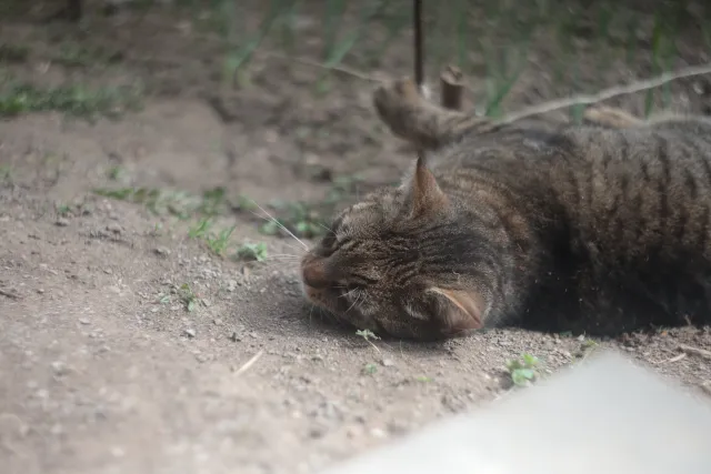 Helios 44-2 (M42) - 00005129.webp