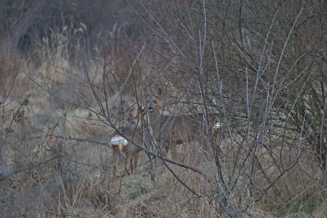 Miranda 75-300mm f4.5-5.6 MC Macro (Olympus OM) - 00005425.webp