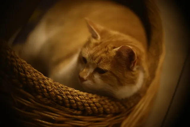 Simplex Ampro Ltd 4 (101.6mm) f2.8 16mm (DIY) - 00002126.webp