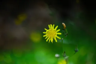 Carl Zeiss Jena DDR Pancolar Electric 50mm f1.8 (M42) - 00004469.webp