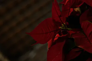 Tamron 28-300mm F3.5-6.3 (EF) - 00000569.webp