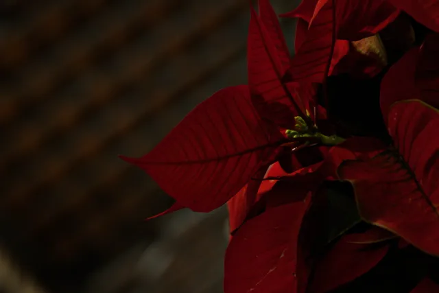 Tamron 28-300mm F3.5-6.3 (EF) - 00000569.webp