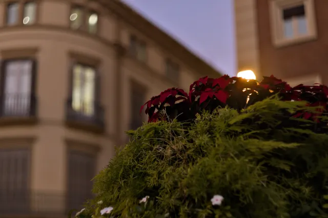 Zenith Helios-77M-4 50mm f1.8 VOMZ (M42) - 00001249.webp