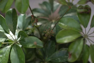 Carl Zeiss Jena DDR Pancolar Electric 50mm f1.8 (M42) - 00003263.webp