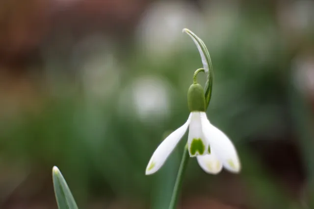 Meyer-Optik Görlitz Domiplan f2.8 50mm (M42) - 00005132.webp