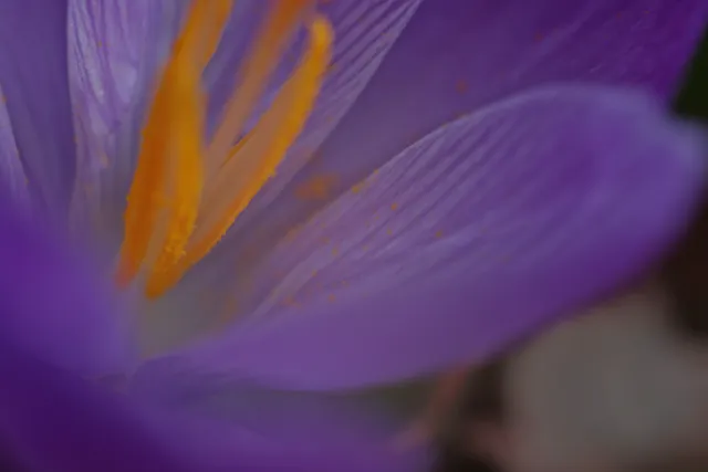 Carl Zeiss Jena Tessar 50mm f2.8 (M42) - 00005096.webp