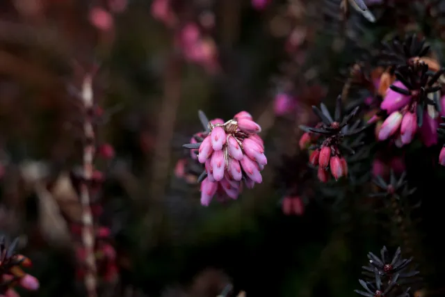 Carl Zeiss Jena Tessar 50mm f2.8 (M42) - 00005103.webp