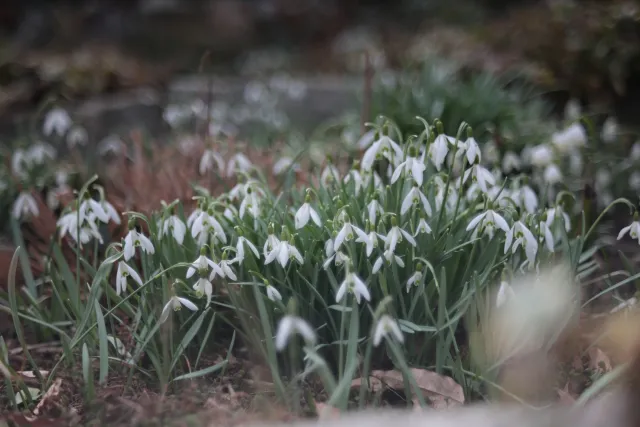 Fujinon 55mm f2.2 (M42) - 00005081.webp