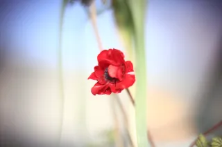 KOWA SUPER PROMINAR-16 50mm f1.2 Eiki 16mm (DIY) - 00002028.webp