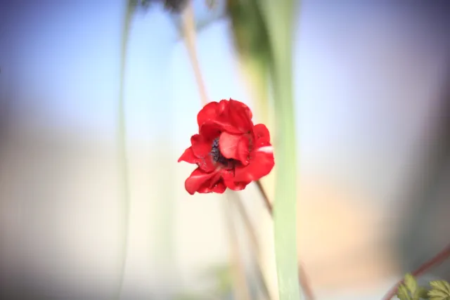 KOWA SUPER PROMINAR-16 50mm f1.2 Eiki 16mm (DIY) - 00002028.webp