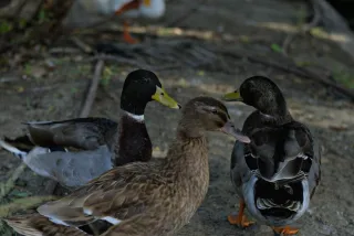 Zenith Helios-77M-4 50mm f1.8 VOMZ (M42) - 00001088.webp