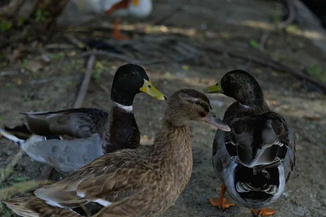 Zenith Helios-77M-4 50mm f1.8 VOMZ (M42) - 00001088.webp