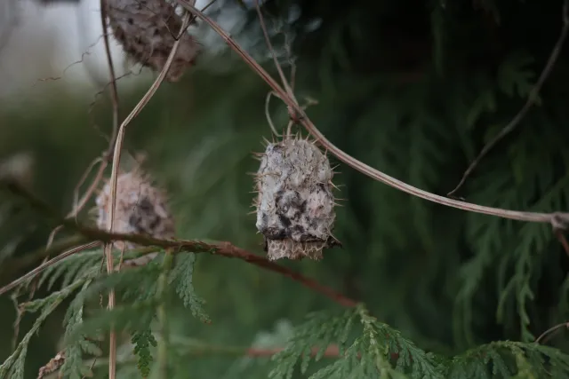 Canon Macro Lens FD 50mm f3.5 S.S.C. (FD) - 00005659.webp