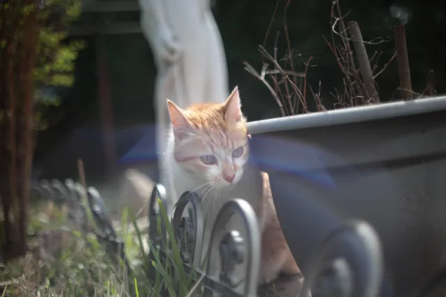 Canon FD 50mm f1.4 SSC (FD) - 00005609.webp