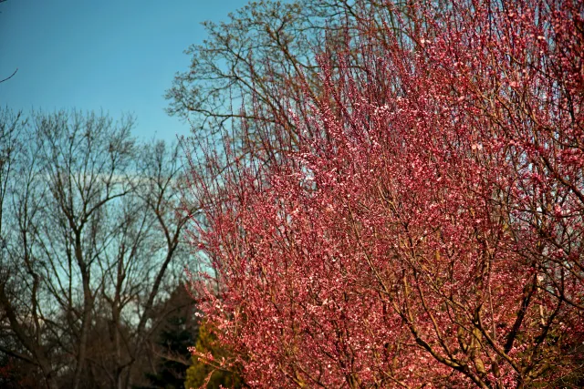 Vivitar Series 1 28-105mm f2.8-3.8 VMC Macro (Olympus OM) - 00005530.webp