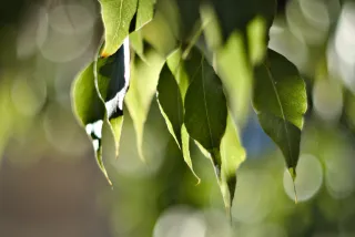 Zenith Helios-77M-4 50mm f1.8 VOMZ (M42) - 00001284.webp